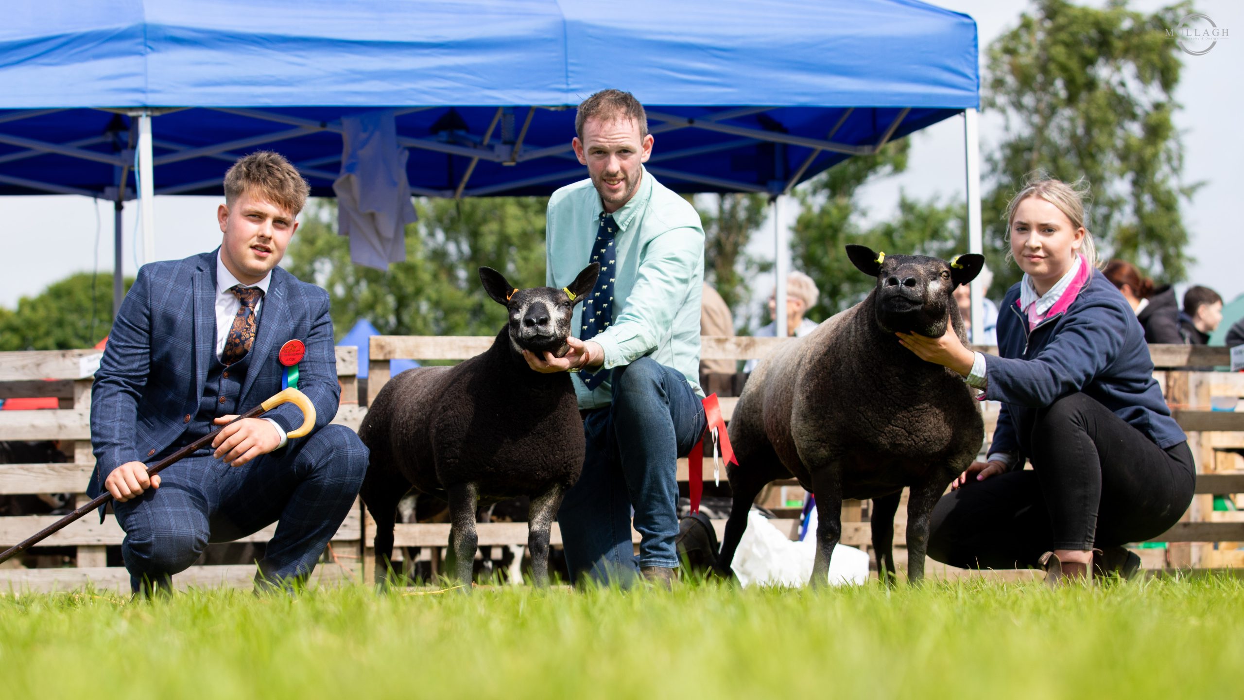 Overall & Female Champion & Res. - Blue Texel - Omagh Show 2025 - 3L0A0488